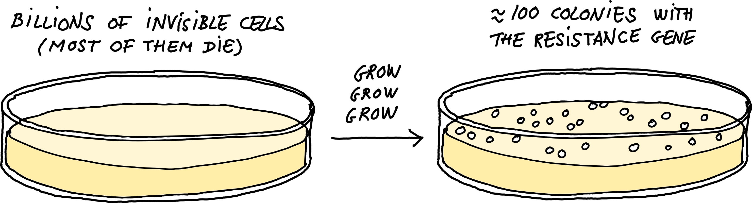 When E. coli cells are plated onto agar containing an antibiotic, only the cells carrying a resistance gene will survive.
