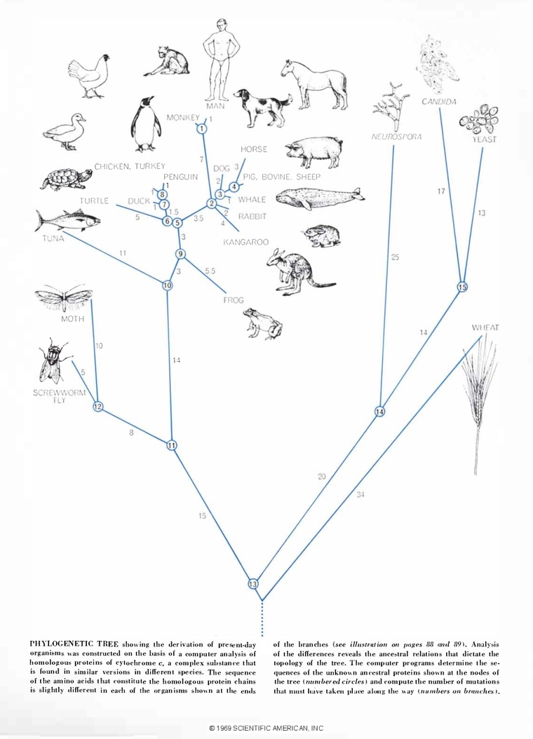 Phylogenetic tree presented by Dayhoff and Eck