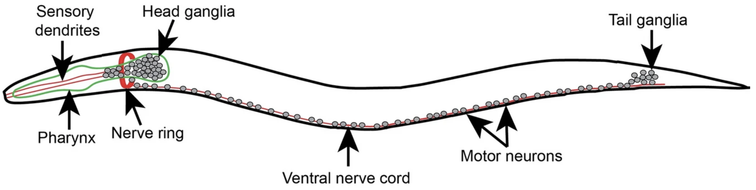 The C. elegans nervous system