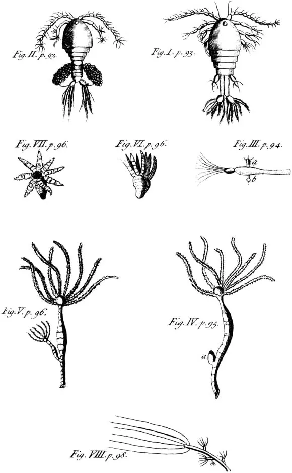 Leeuwenhoek’s drawings of hydra, rotifers, and other pond critters, 1704.