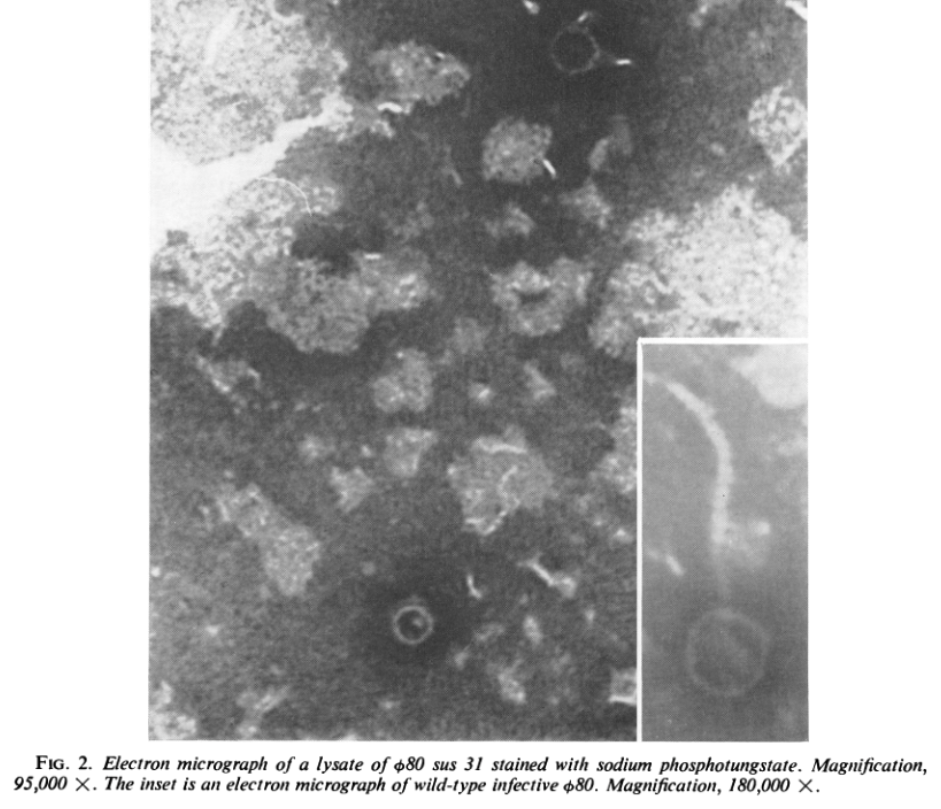 Electron micrograph of phi80 bacteriophages.