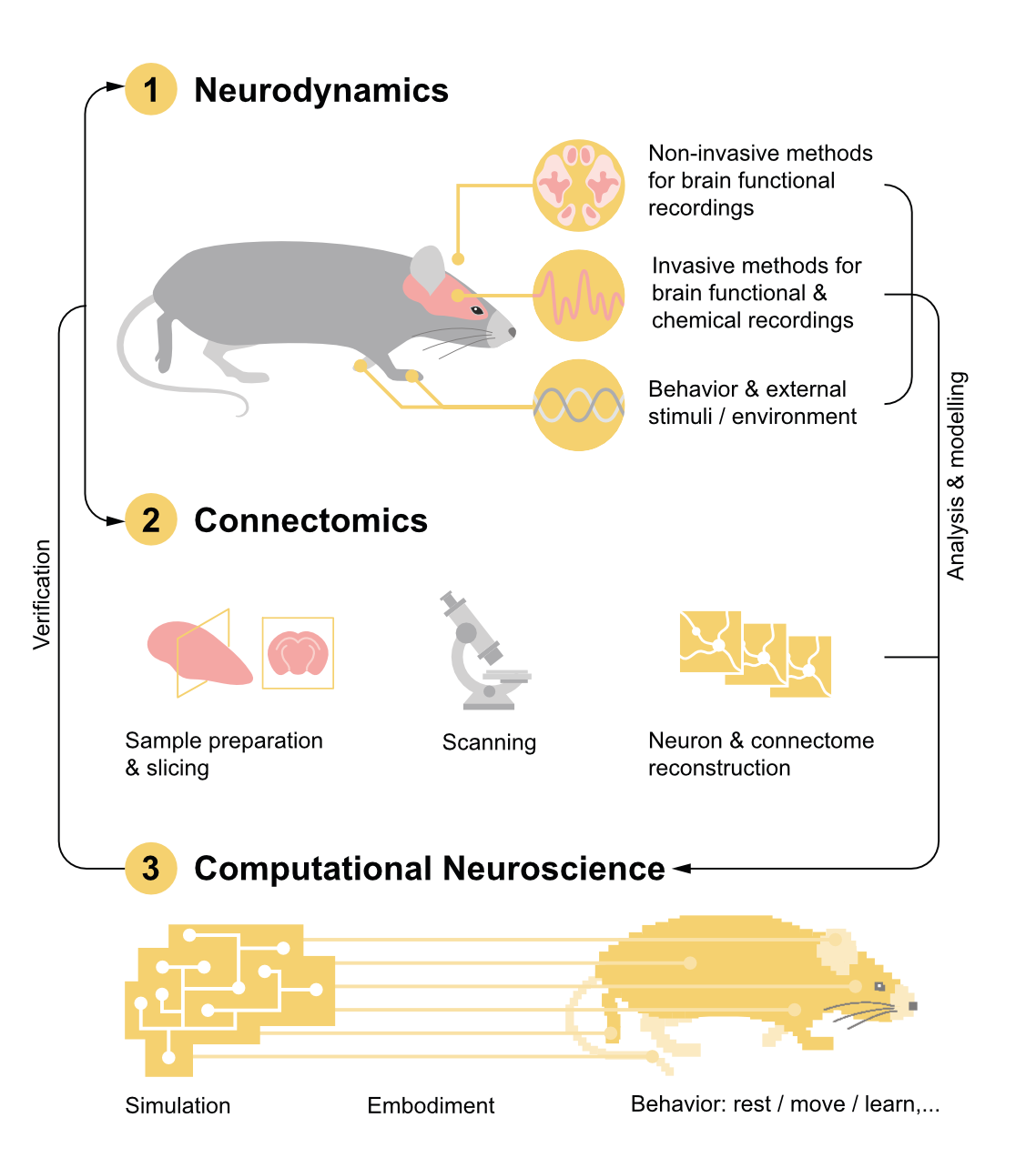 Key steps toward whole-brain emulations