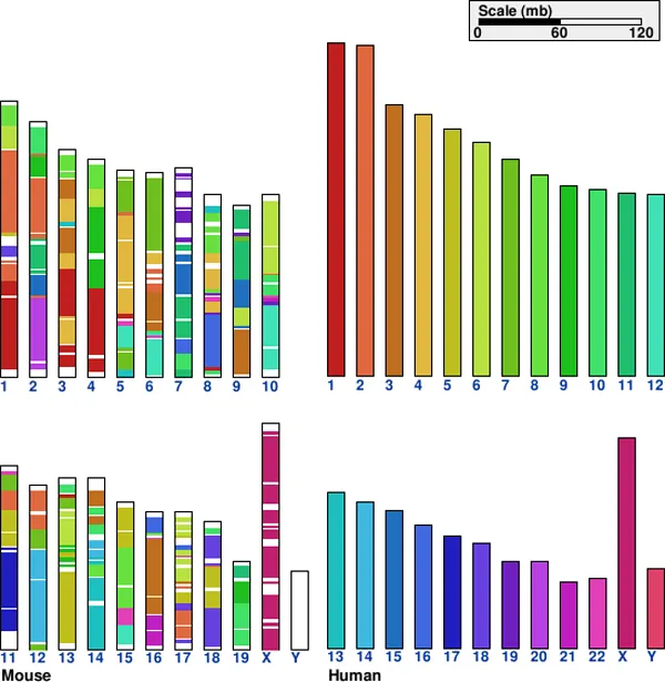 Genome similarities between mice and humans.