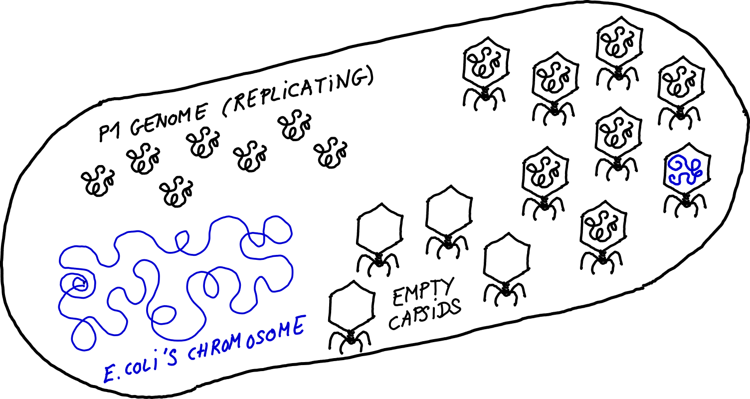 When P1 phages enter a bacterium, some phages will randomly incorporate bits from the E. coli genome into their own capsid.