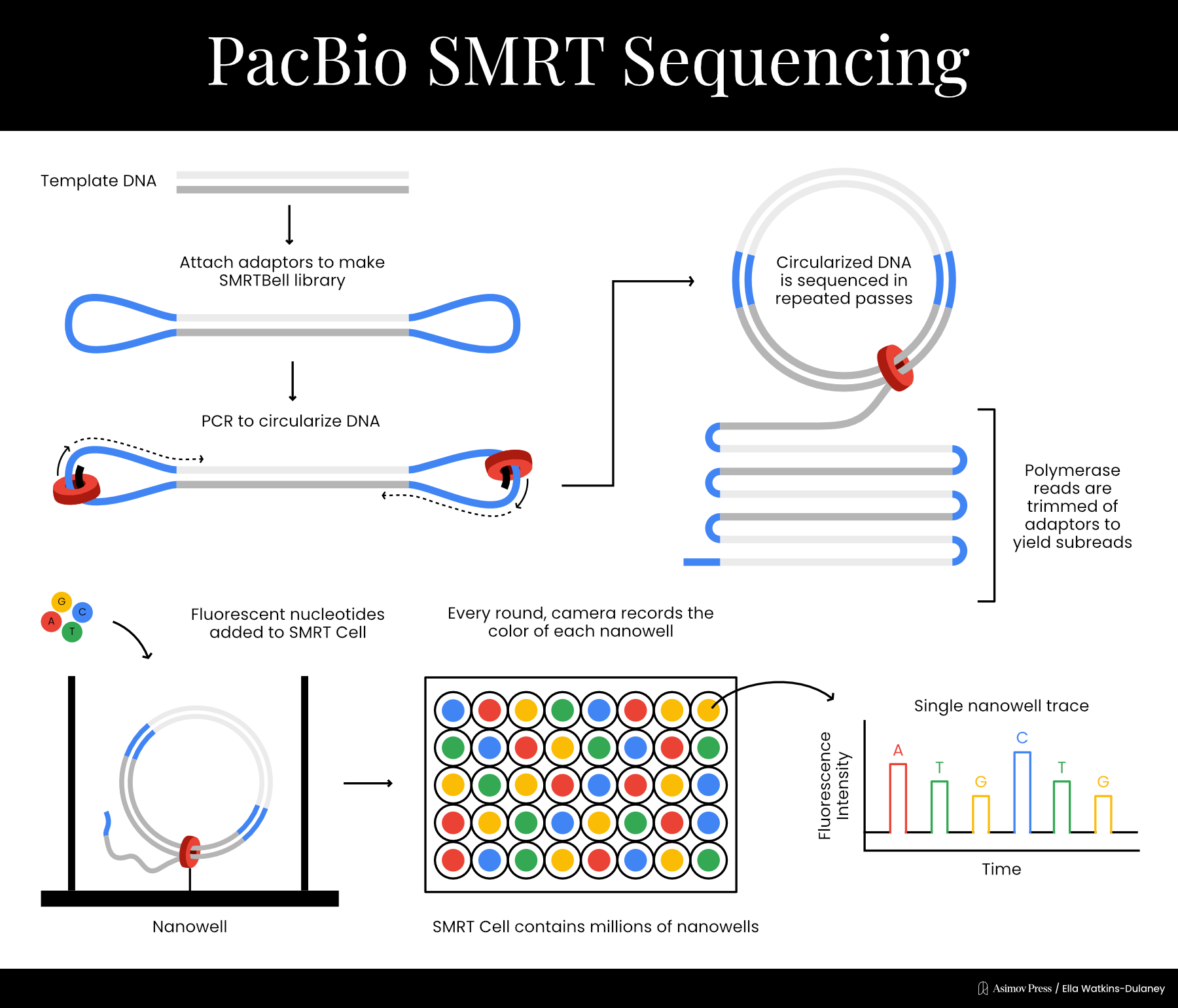 Schematic of PacBio SMRT sequencing