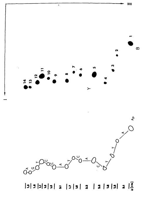 Output from Ray Wu’s 2-D homochromatography method