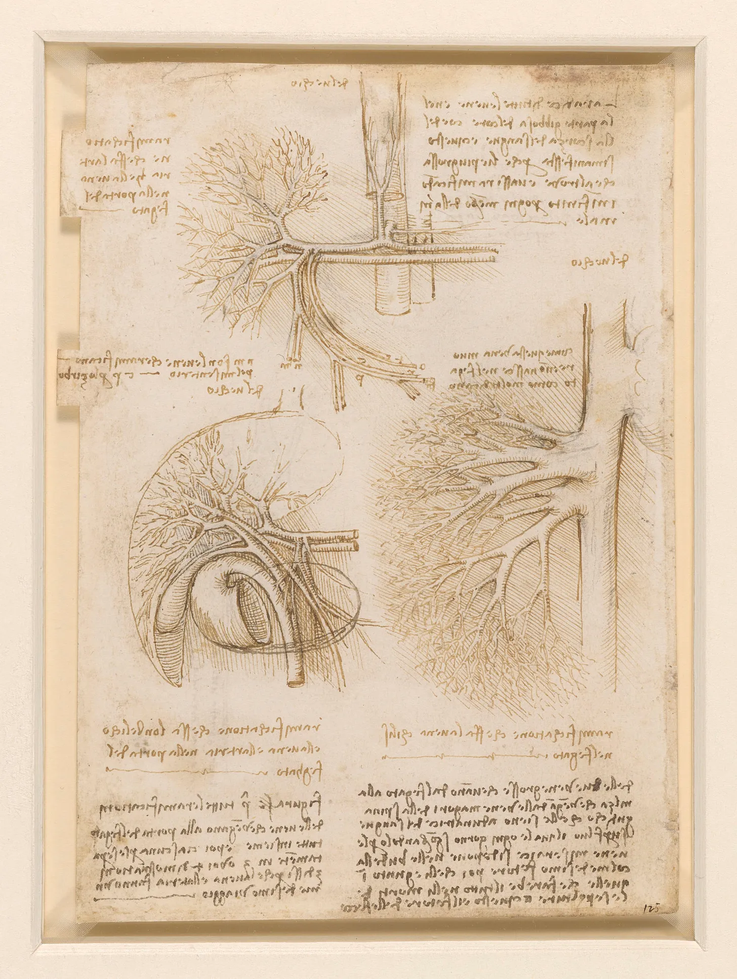 Leonardo da Vinci drew detailed sketches of the human liver.