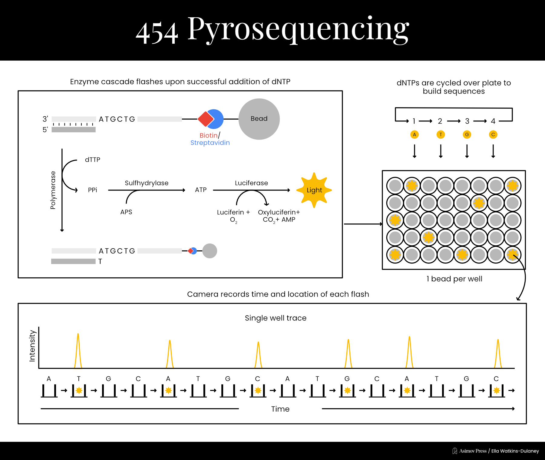 Schematic of pyrosequencing