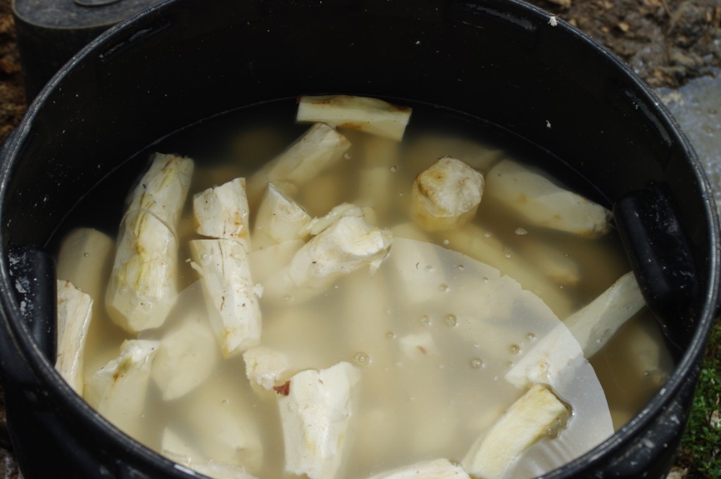 Peeled cassava soaked in a tub for fermentation.