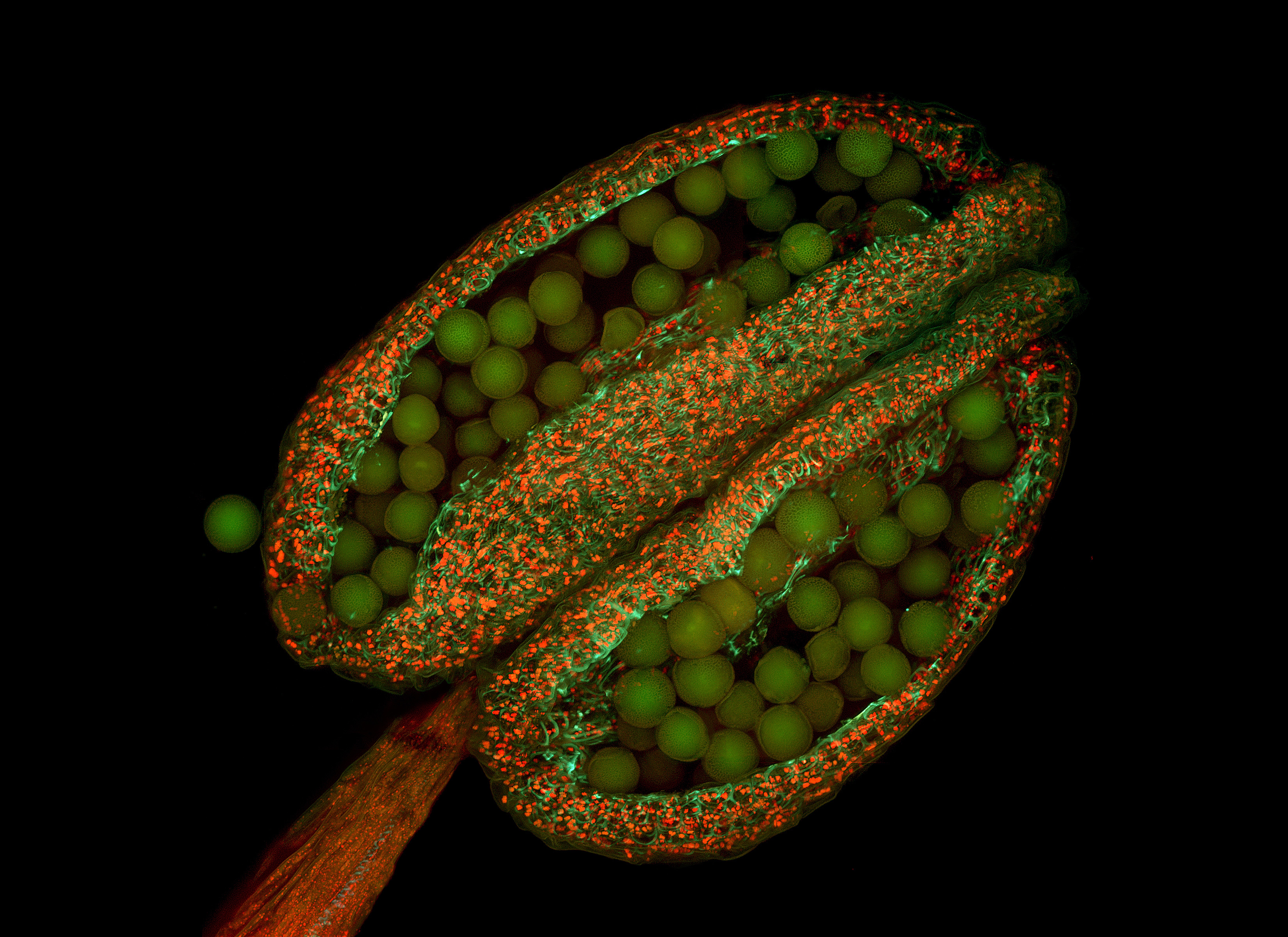 Fluorescent micrograph of an A. thaliana anther.