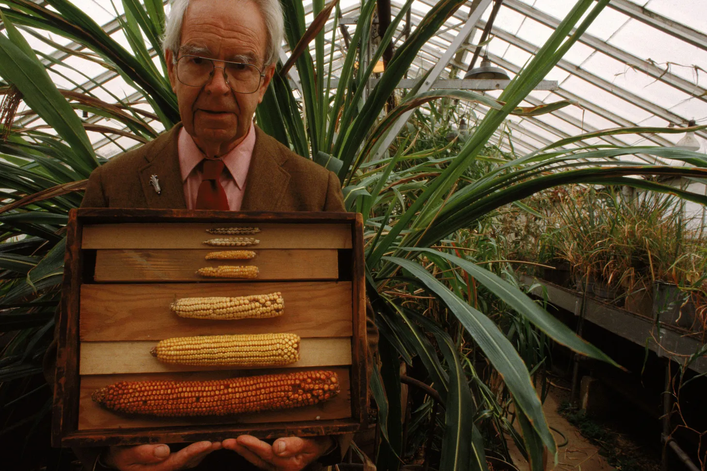 Dr. Walton Galinat holds specimens displaying the evolution from teosinte to modern corn.