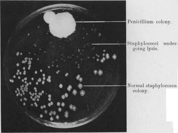 The so-called original contaminated culture plate, Figure 1.