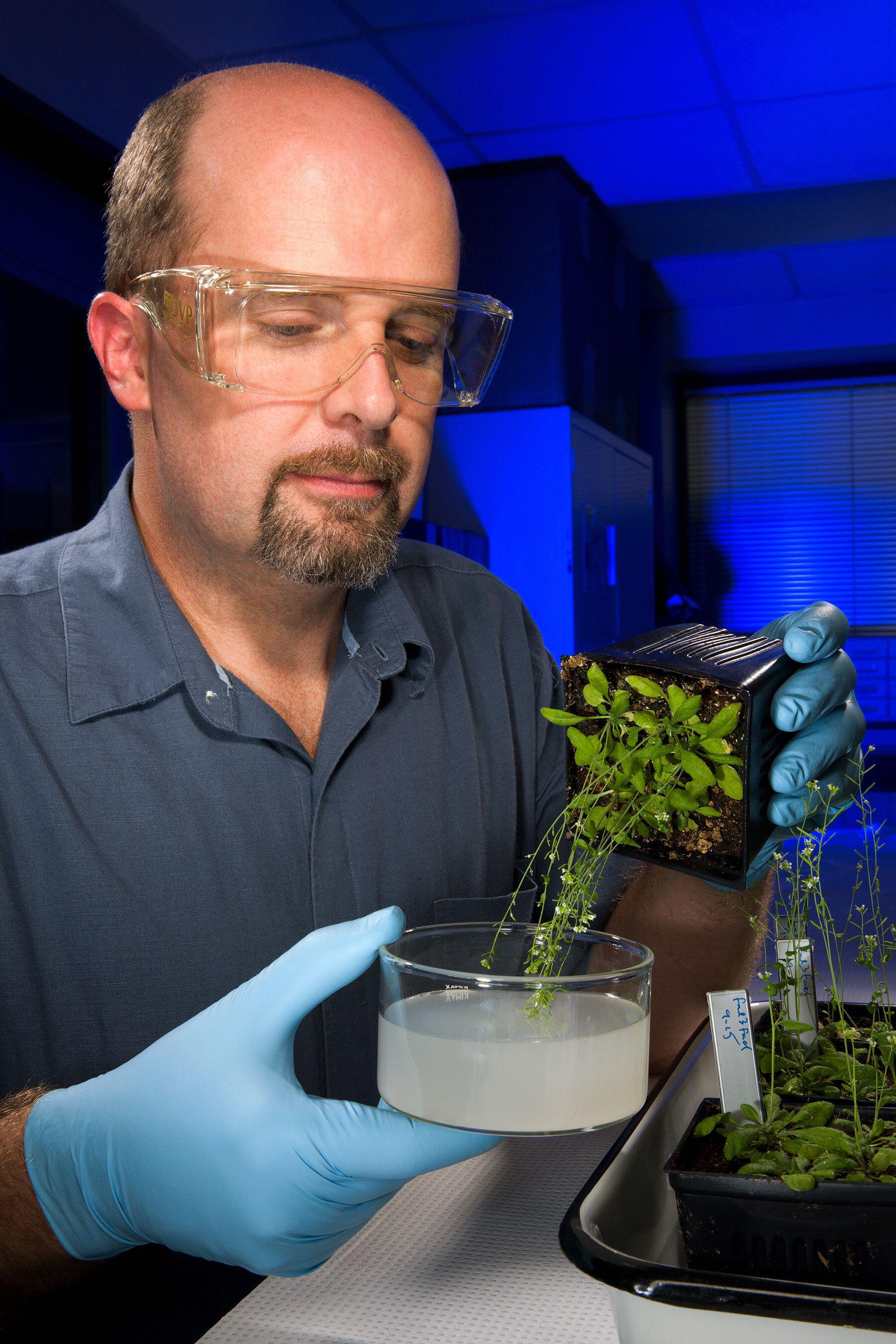 A scientist uses the floral dip method to introduce transgenes into an A. thaliana plant.