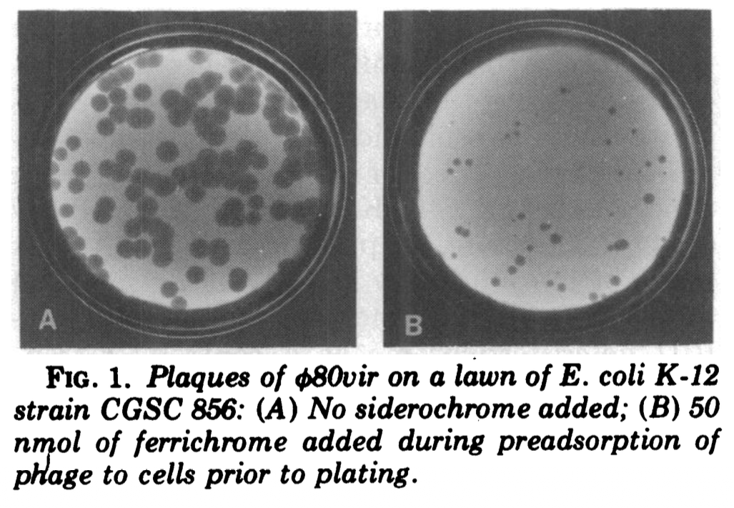 Lawns of E. coli K-12 infected with bacteriophage φ80.