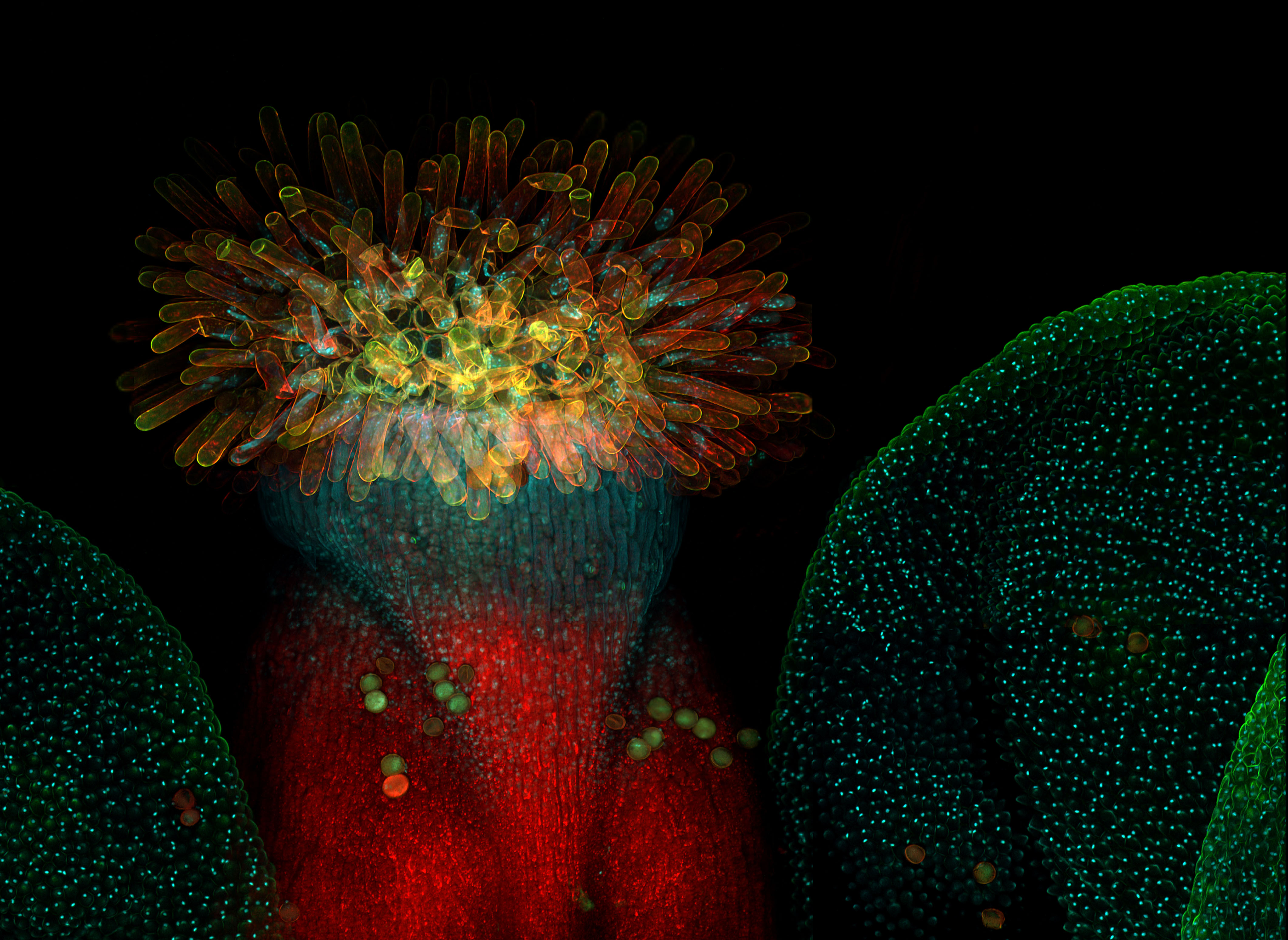 Micrograph of an A. thaliana flower.
