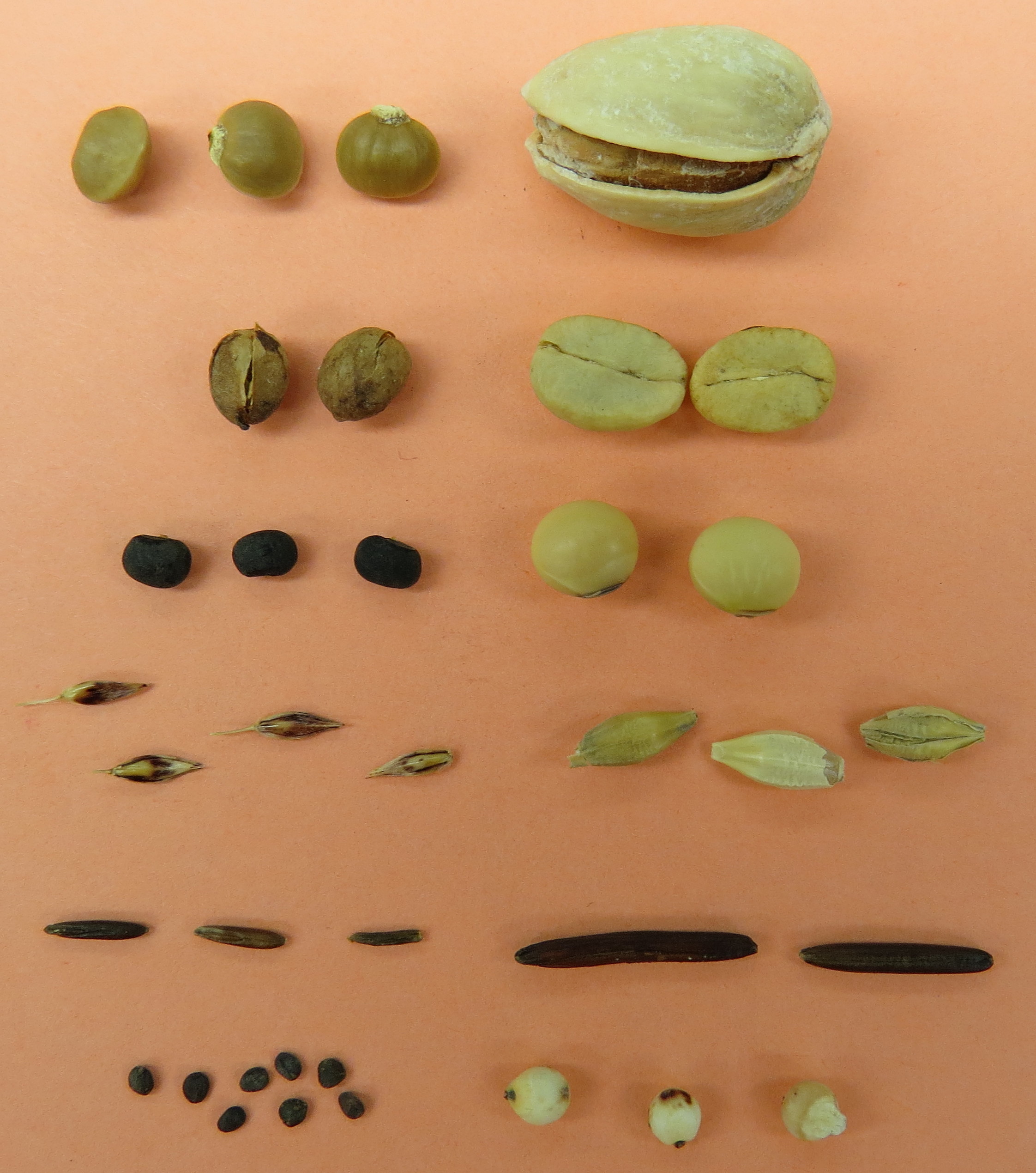 Seeds from wild and domesticated varieties of various crops