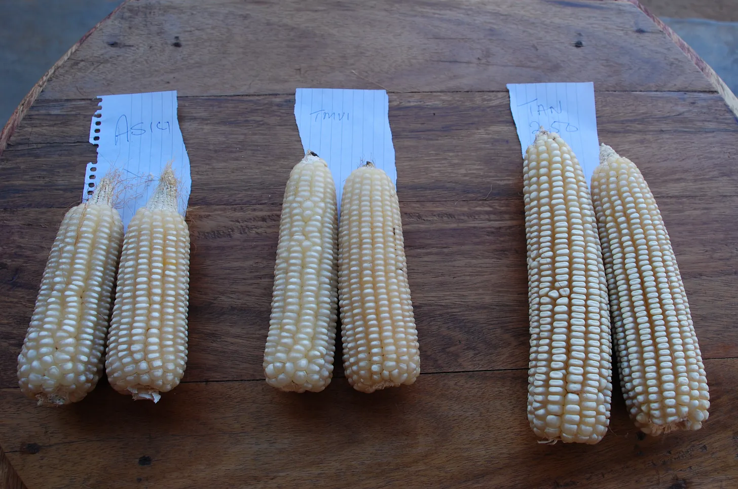 Maize varieties grown in Tanzania.