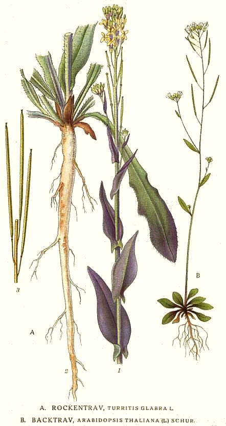 Drawings of the A. thaliana plant by Swedish botanist Carl A.M. Lindman.