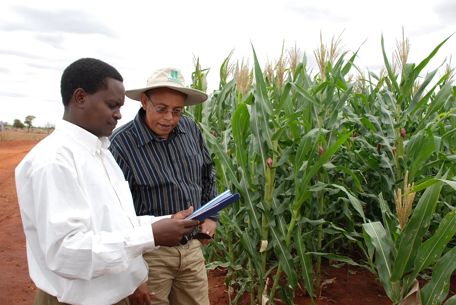 Kenyan researchers at Kiboko Research Station discuss water-efficient maize crops.