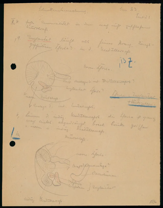A page from Hilde Mangold’s laboratory notebook.