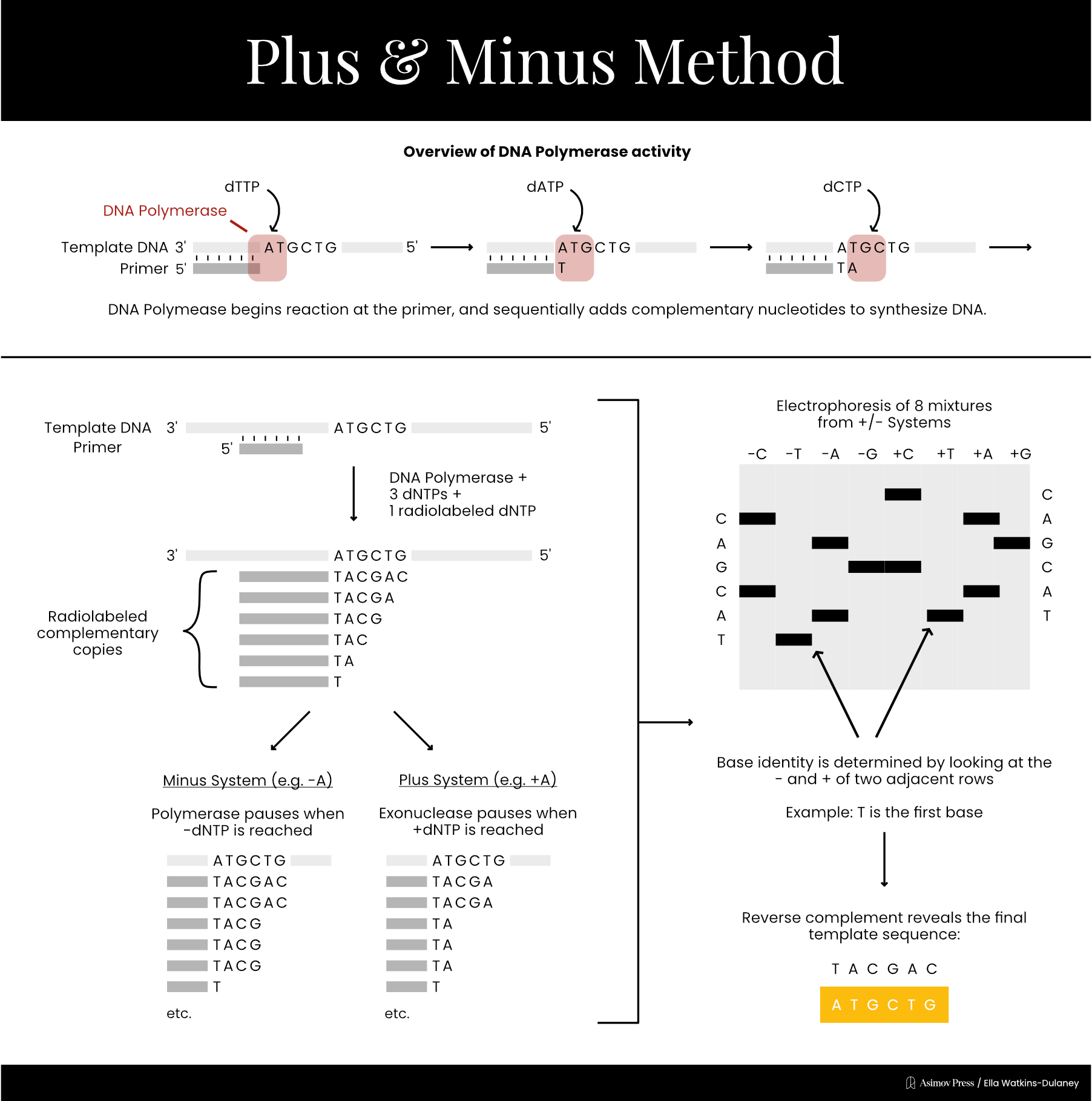 Schematic of Sanger plus-minus sequencing