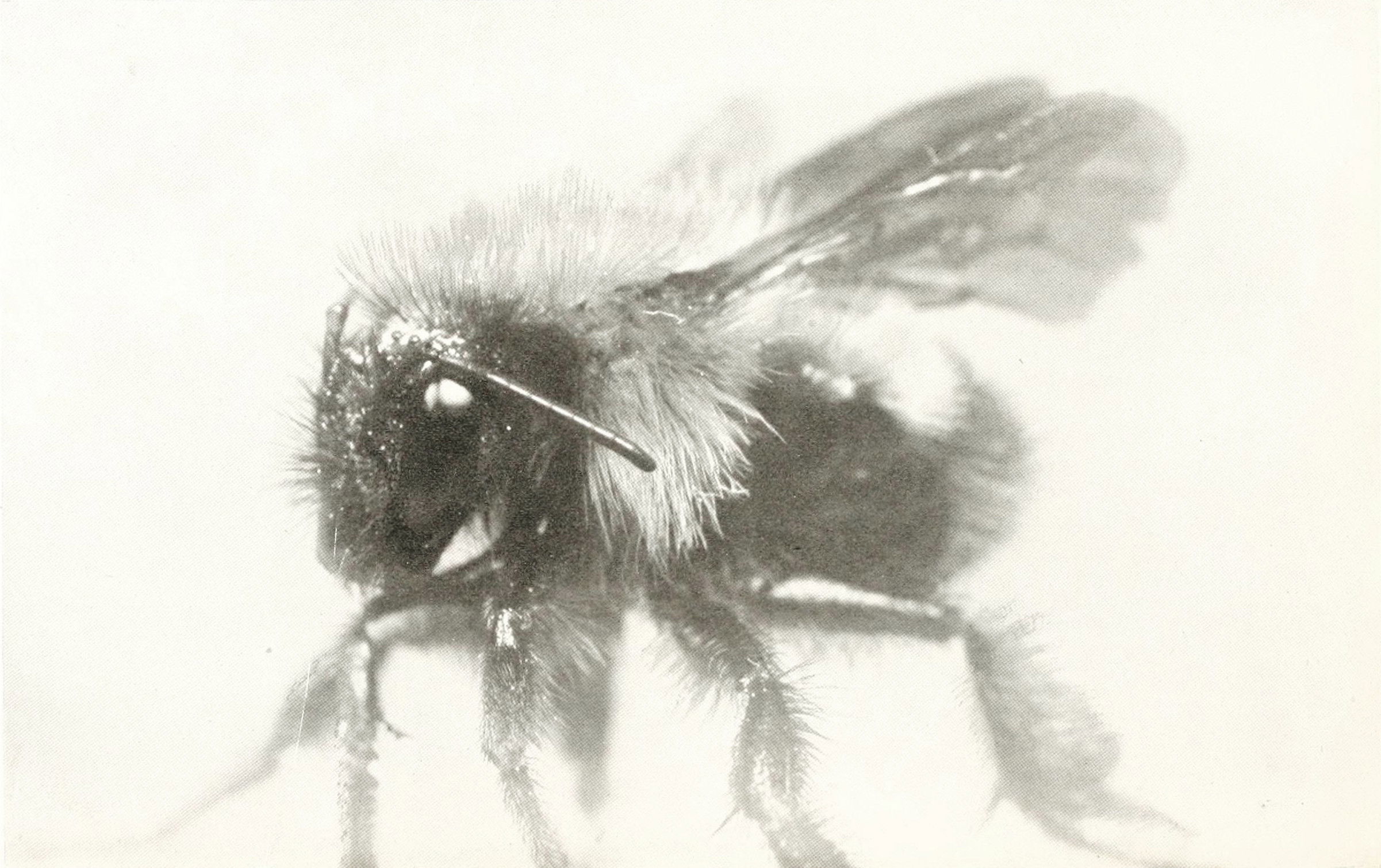 A bumble bee