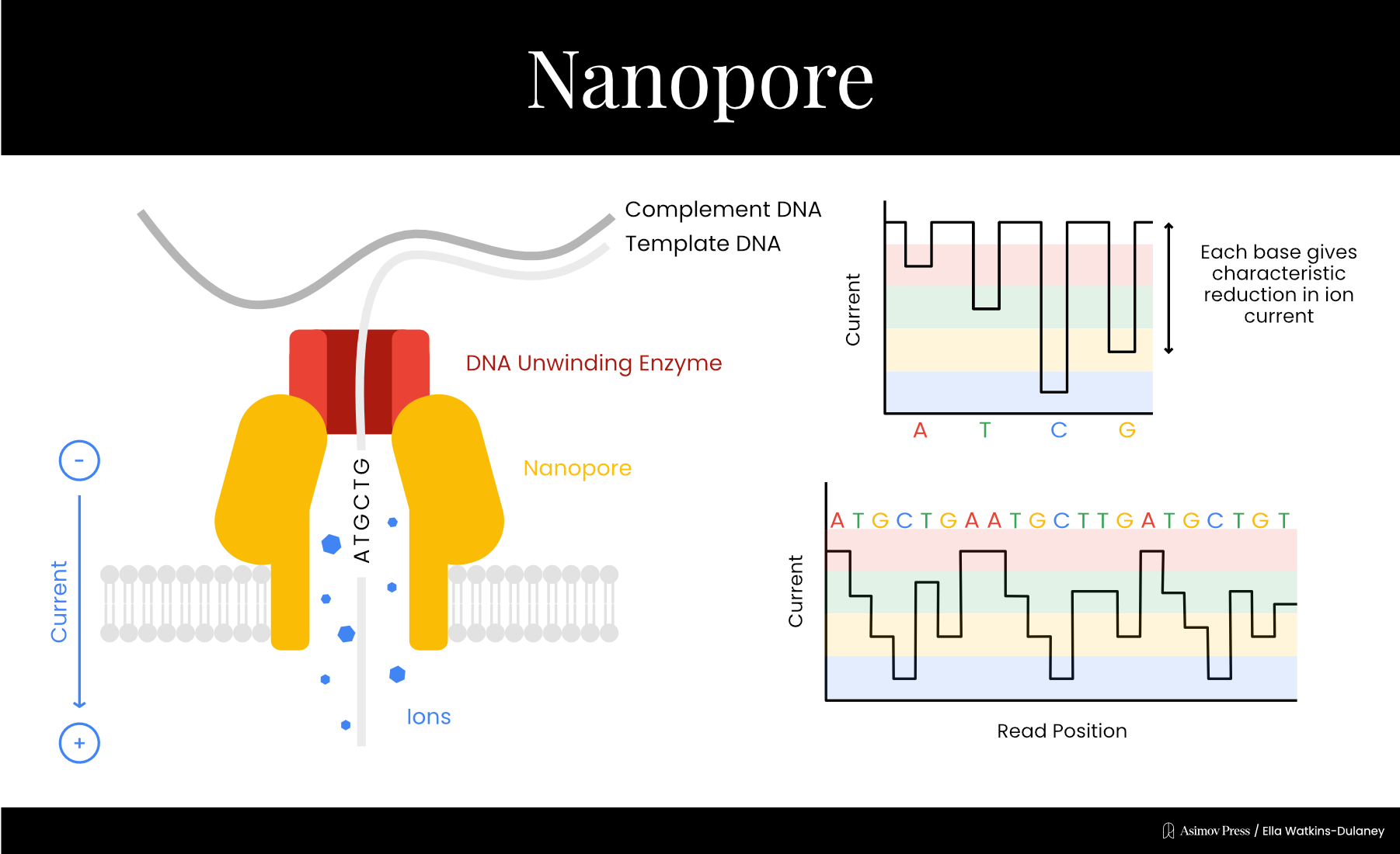 Schematic of nanopore sequencing
