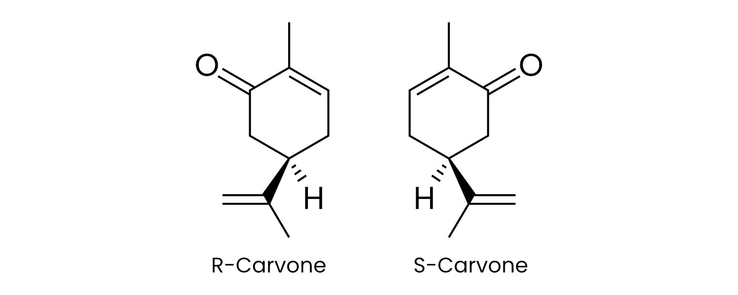 The (R) and (S) enantiomers of carvone