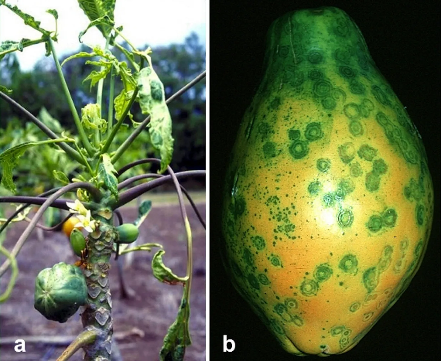 A papaya plant infected with ringspot virus.