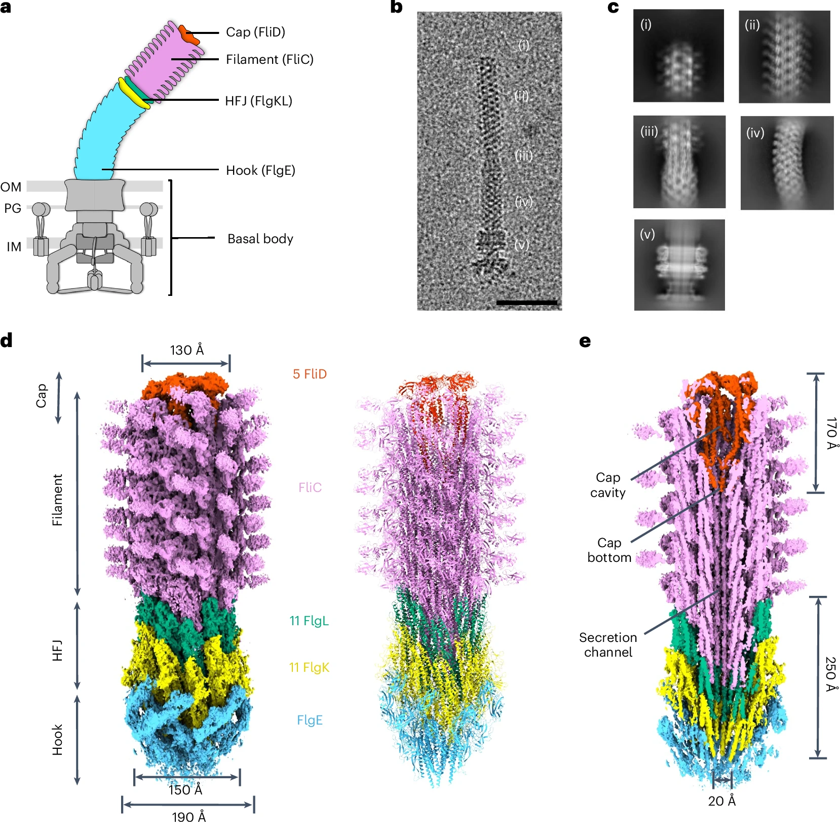 A full structure of the Salmonella flagellum