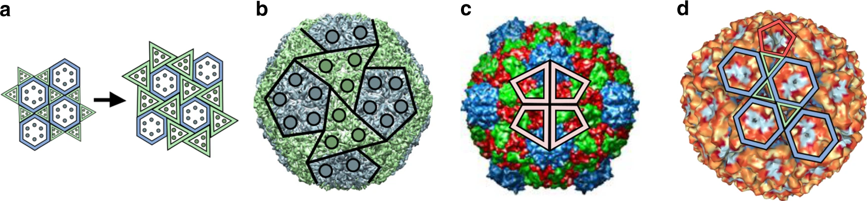 Archimedean lattice models in virology