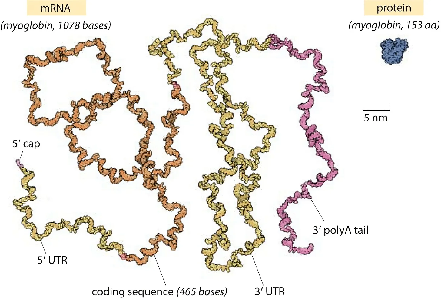 A messenger RNA compared to the protein it encodes