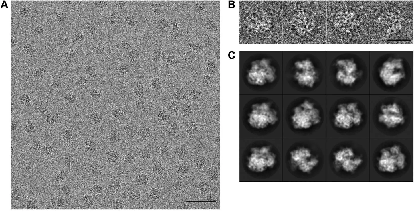 Micrograph images of the 70S ribosome