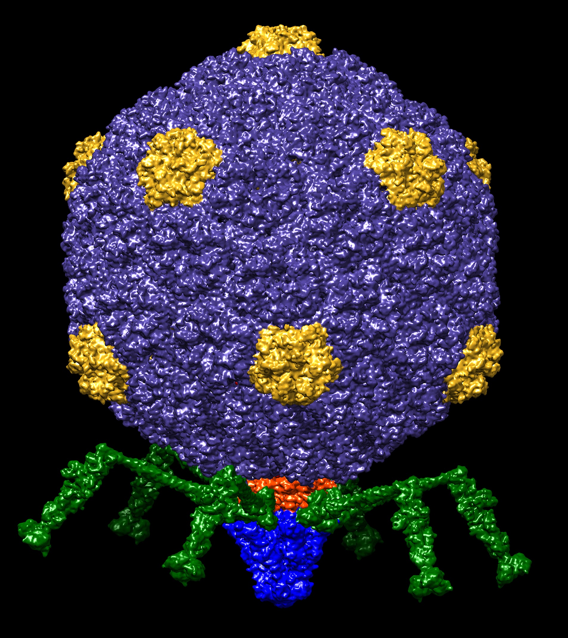Bacteriophage T7 at atomic resolution.