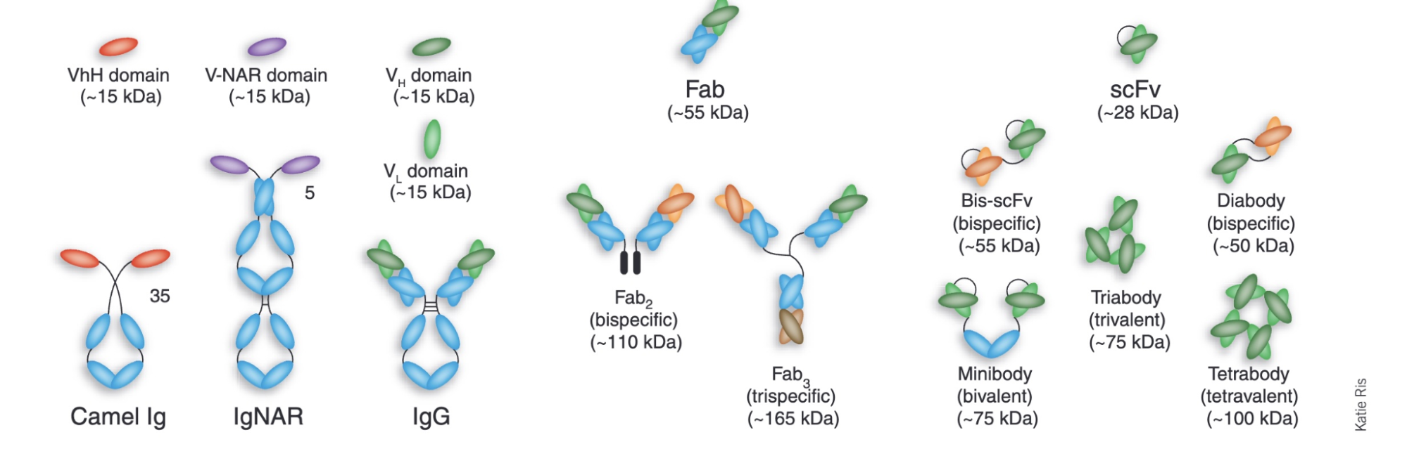 Antibody configurations from VHH to Fab to scFv
