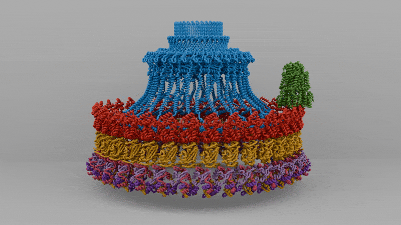 The MS- and C-rings from Salmonella Typhimurium spinning around