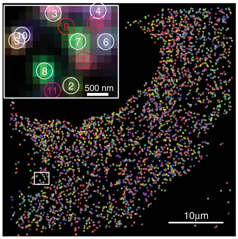 smFISH can measure the location of more than a thousand RNA molecules in a single cell.