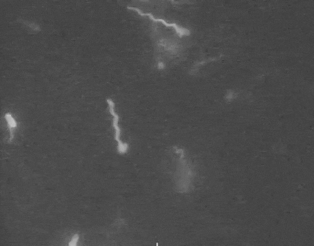 Swimming microbes with fluorescent flagella