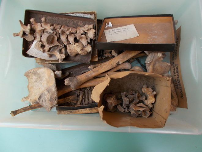 The rediscovered bones of Béla
