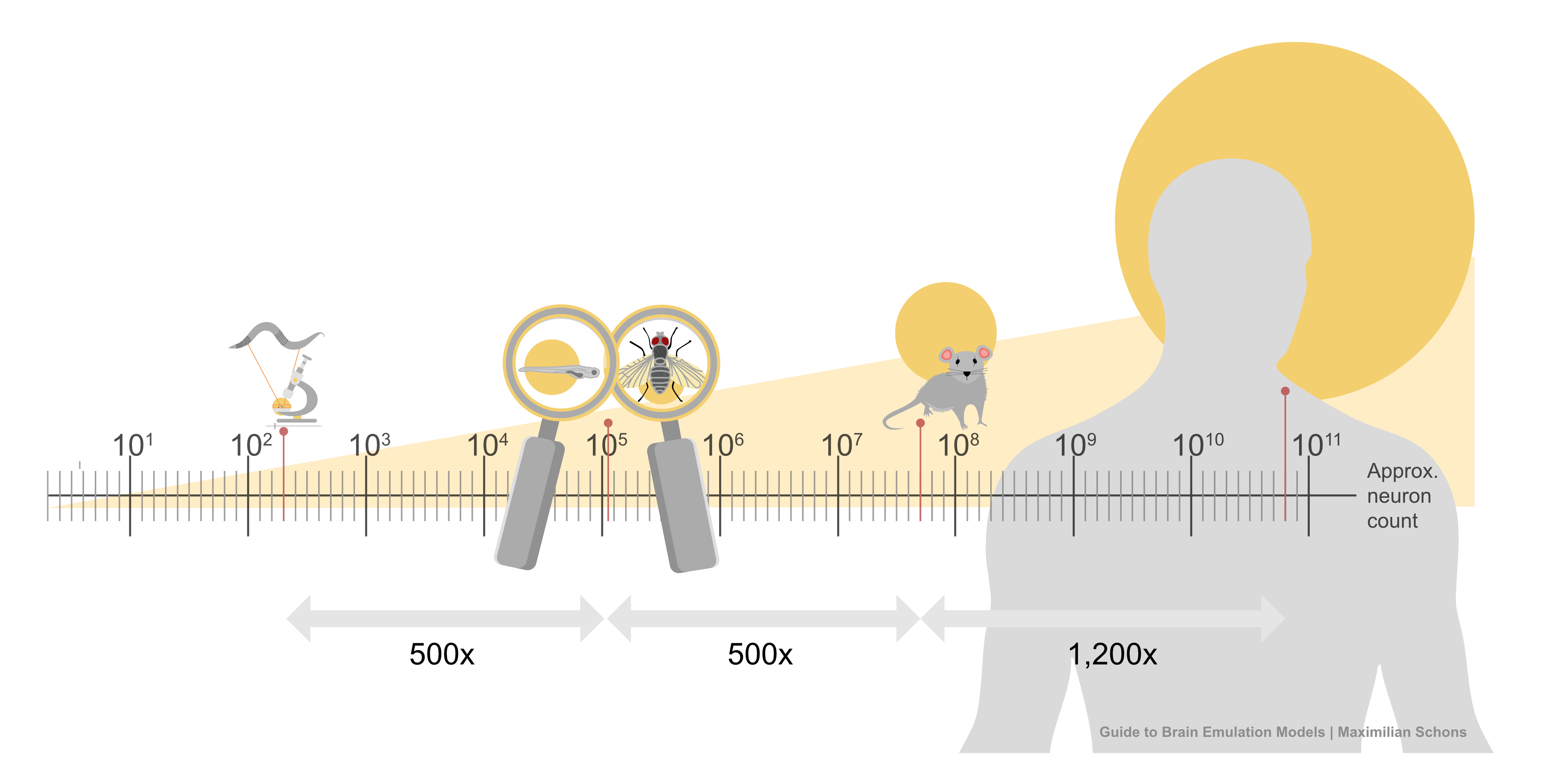 Scaling of neuron counts across organism