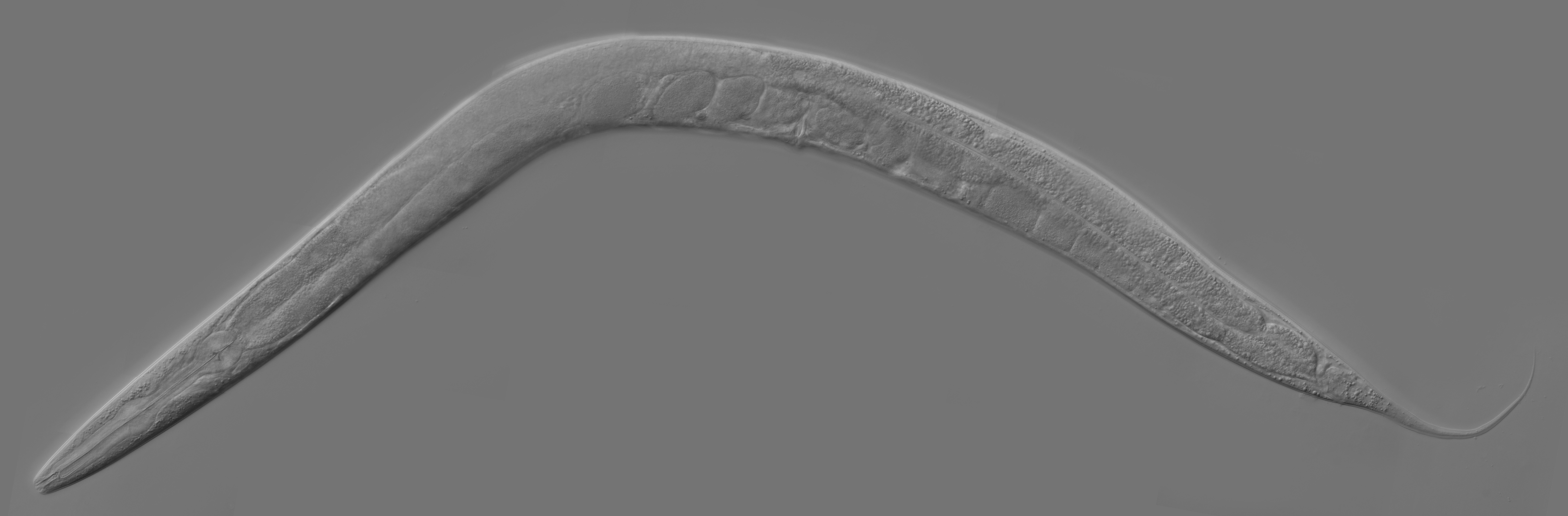 An adult C. elegans worm