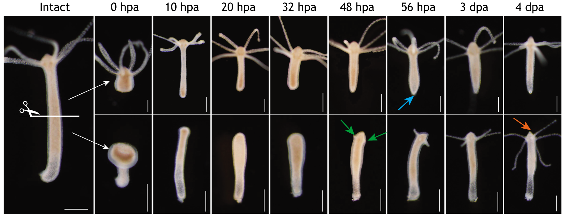 Hydra regeneration