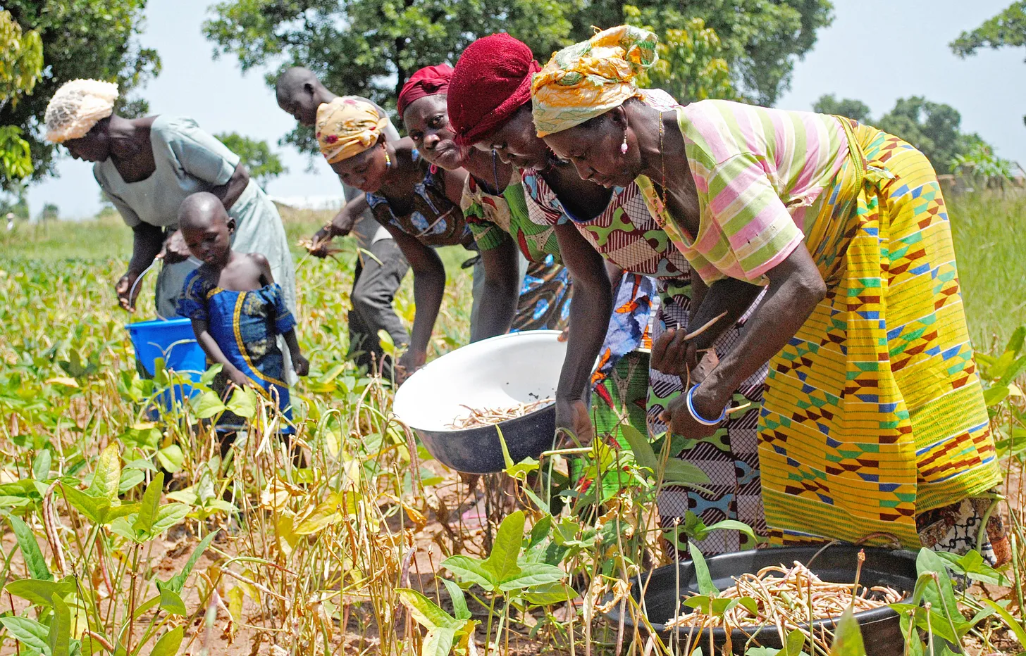 Women in Ghana harvest cowpeas by hand.