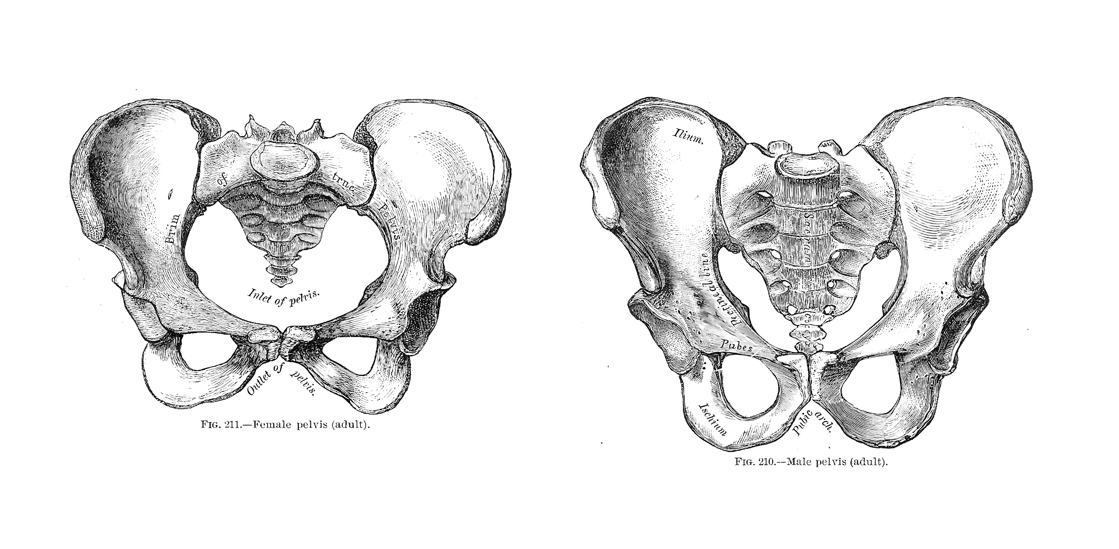 Comparison of male and female pelvis structure