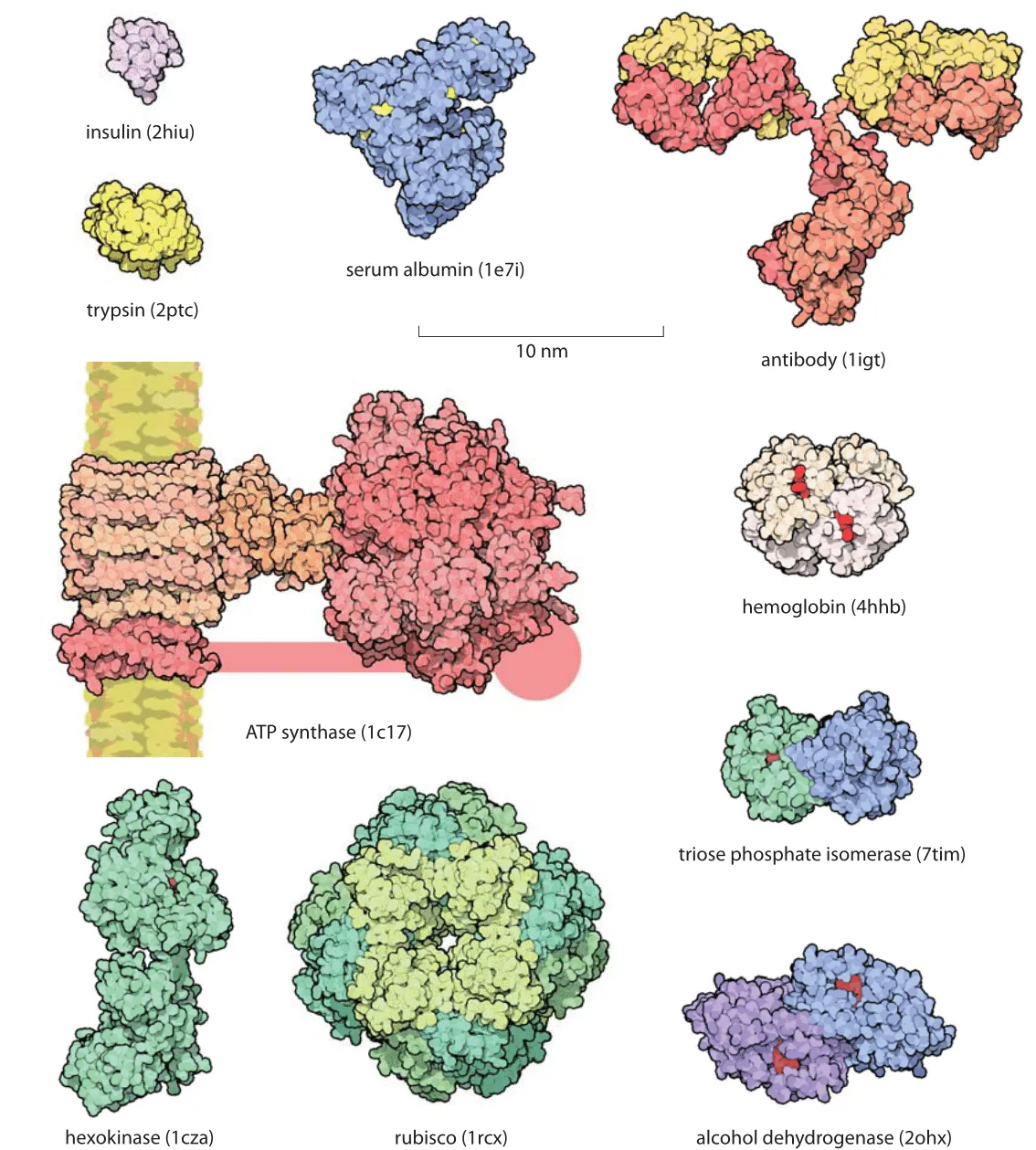 Proteins of various shapes and sizes