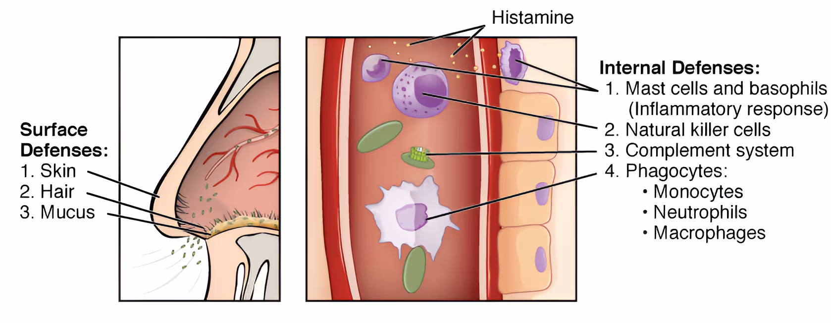 Diagram of the innate immune system: physical barriers, immune cells in the blood, and chemical mediators of inflammation.