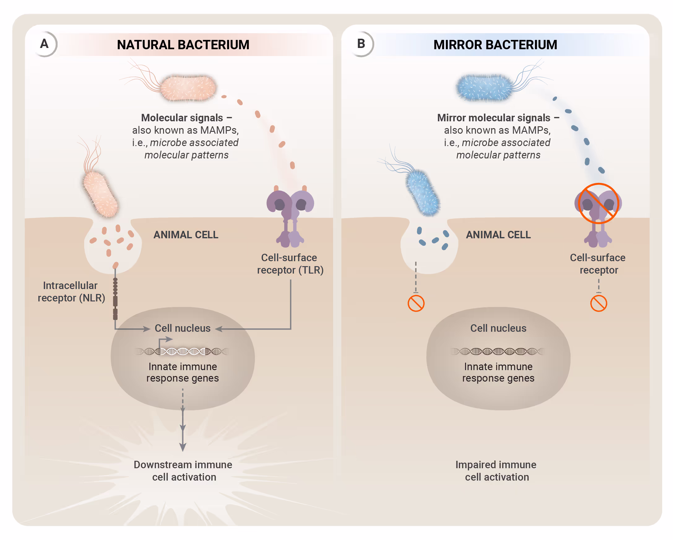 Diagram of the innate immune system detecting pathogens through Toll-like receptors and NOD-like receptors.