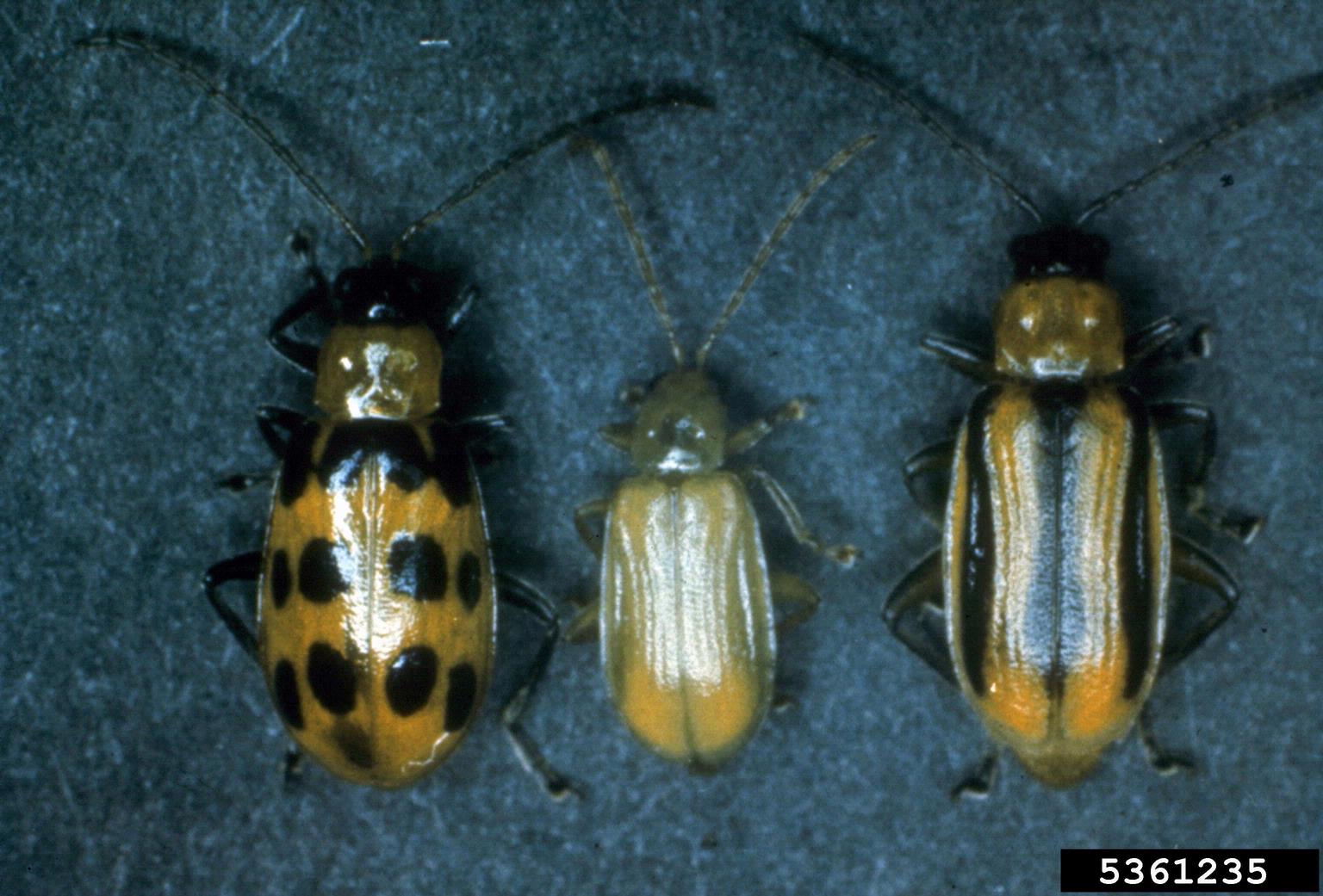 Southern, northern and western corn rootworms, from left to right.