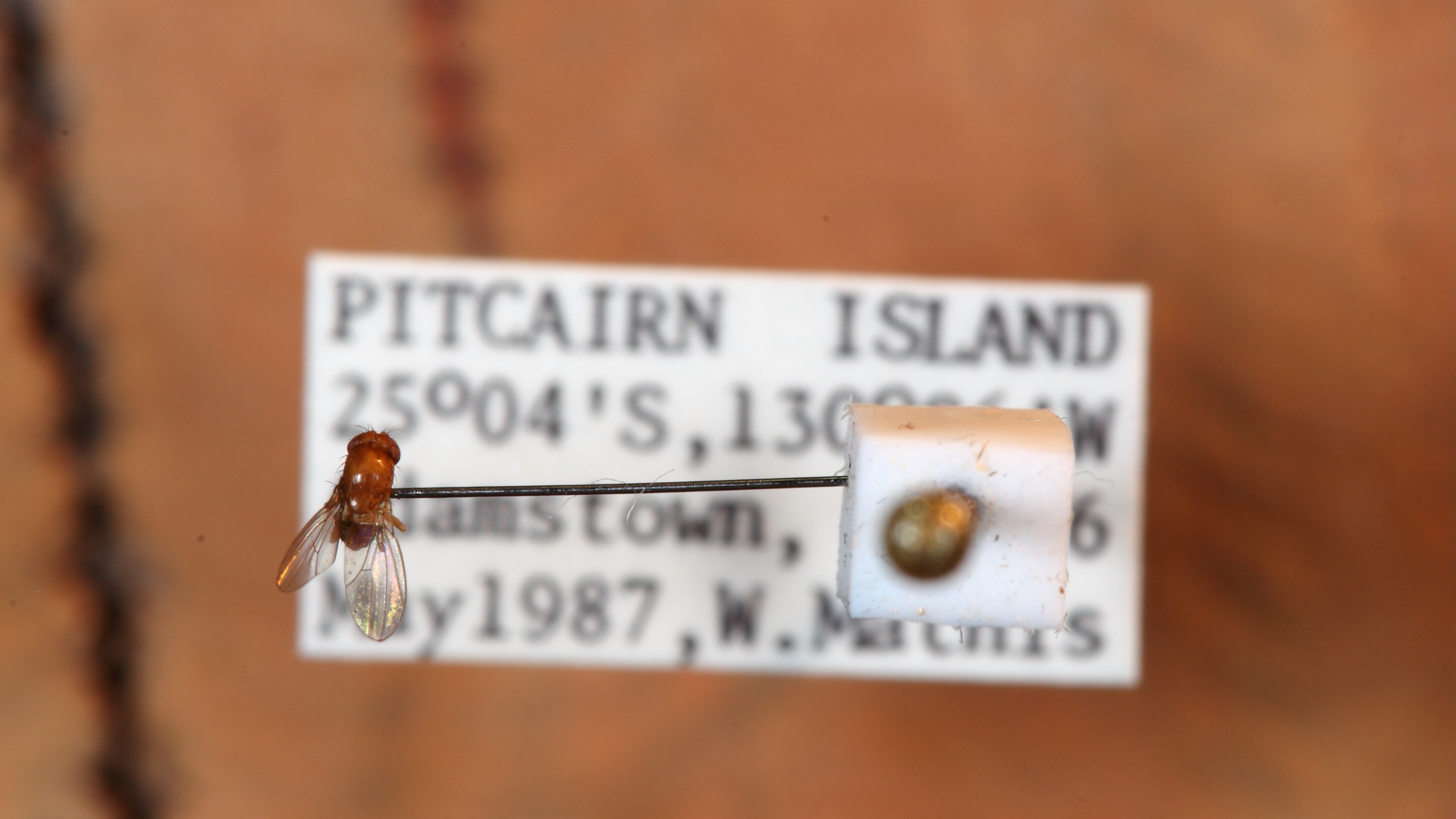 A fruit fly specimen found on Pitcairn Island.