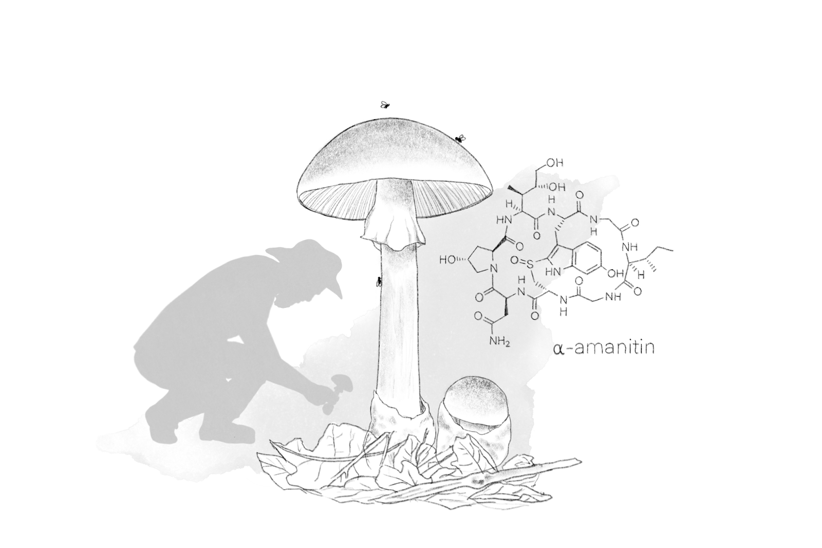 Molecular structure of alpha amanitin, a short peptide from mushrooms.